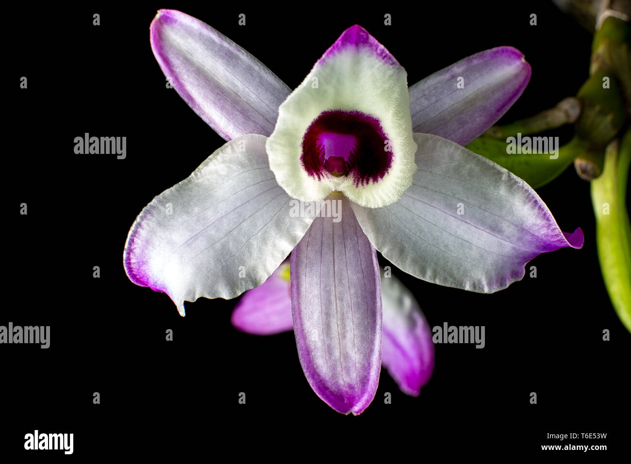 Cattleya Orchideen Blüte closeup in Kolumbien Stockfoto