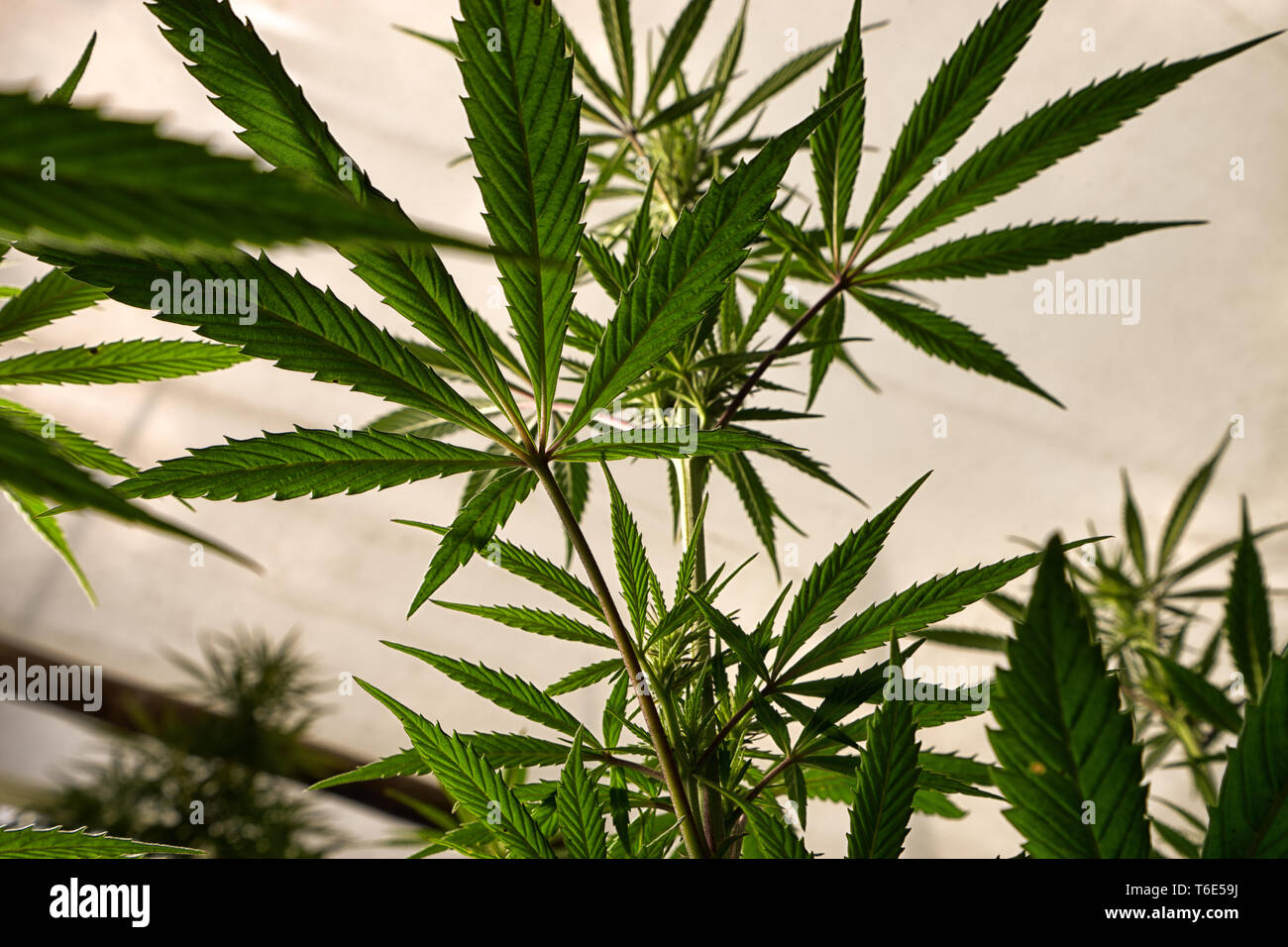 Organische Marihuana Pflanze closeup Stockfoto