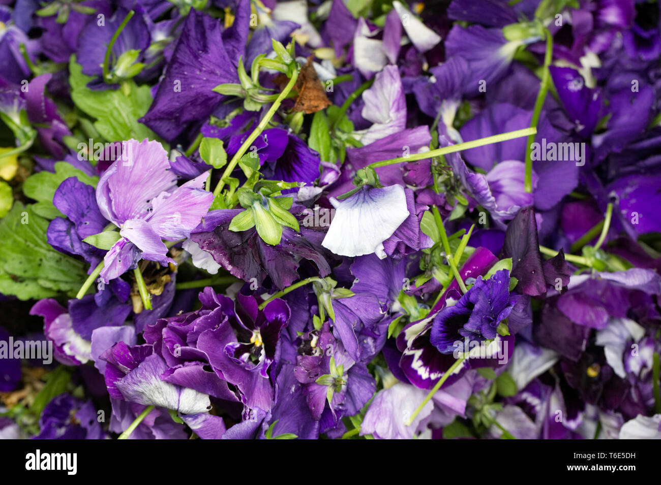 Alten Stiefmütterchen Blüten nach deadheading. Viola × Wittrockiana. Stockfoto