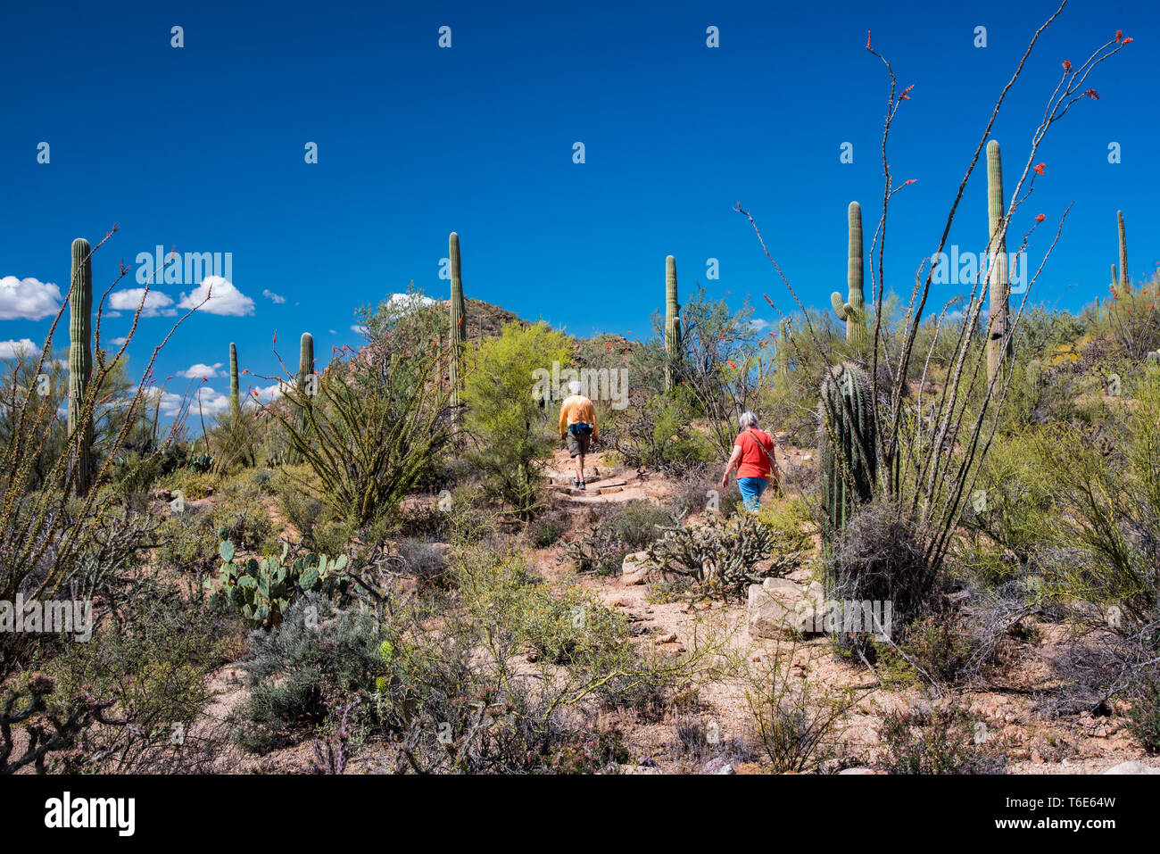 Wandern in den Saguaro National Park in Arizona. Stockfoto