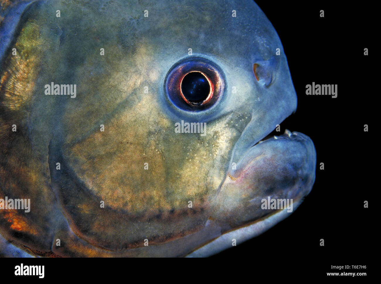 Red-bellied Piranha, Serrasalmus nattereri Stockfoto