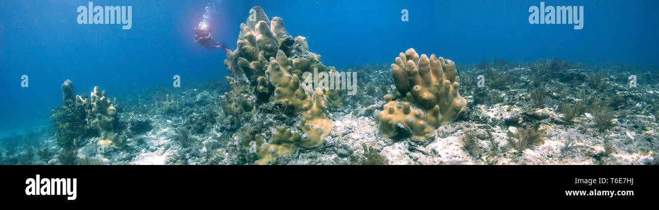 Unterwasser-panorama für Säule Coral, Florida Keys National Marine Sanctuary Stockfoto