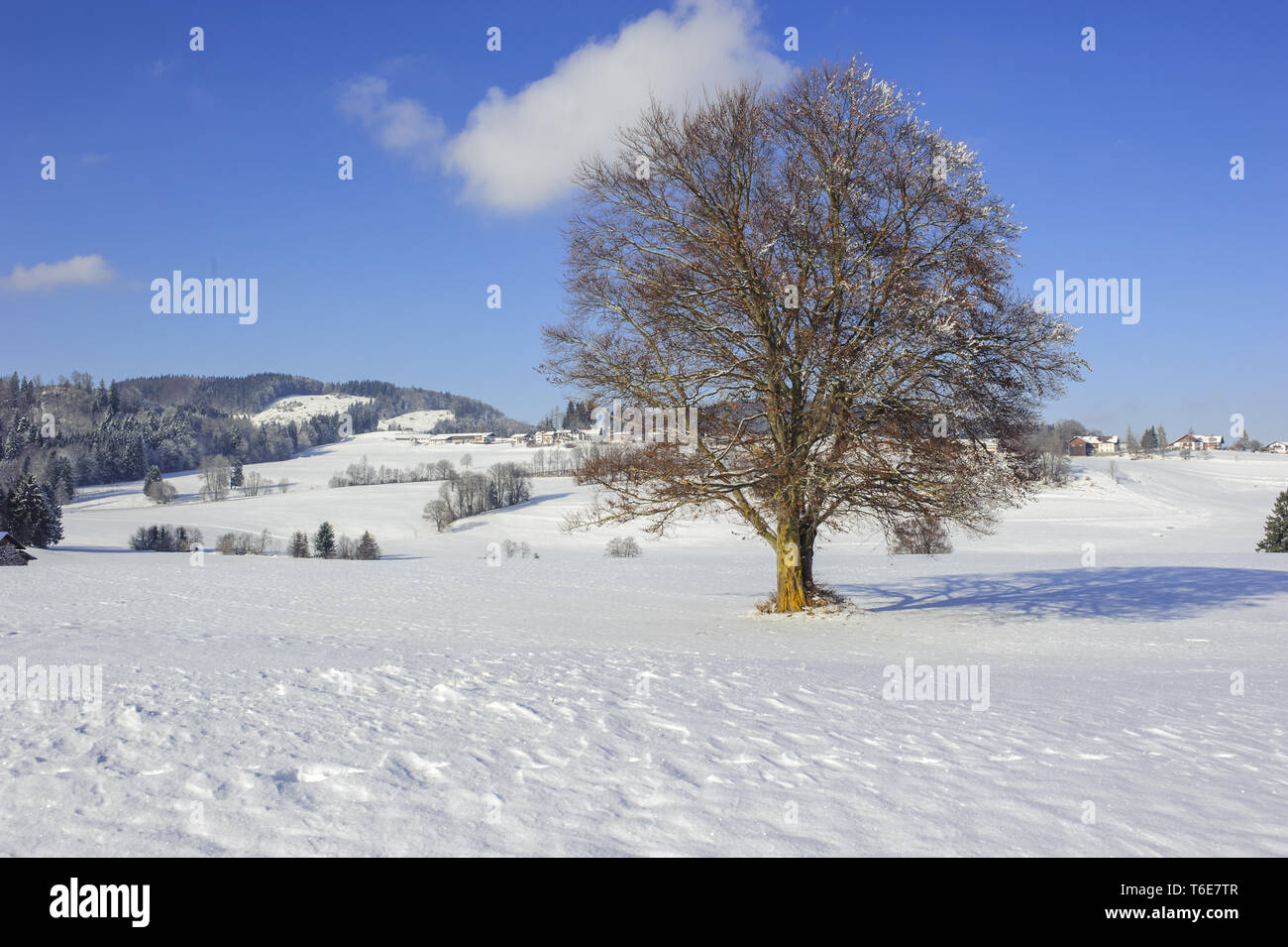 Single big Buche im Feld mit perfekter Baumkrone im Winter Stockfoto