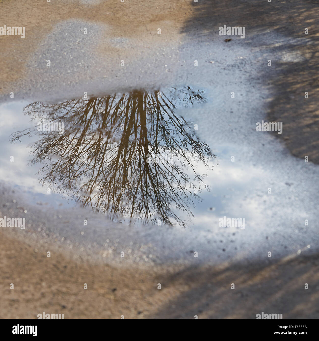 Spiegelung eines Baumes in einer Pfütze auf einem Pfad Stockfoto