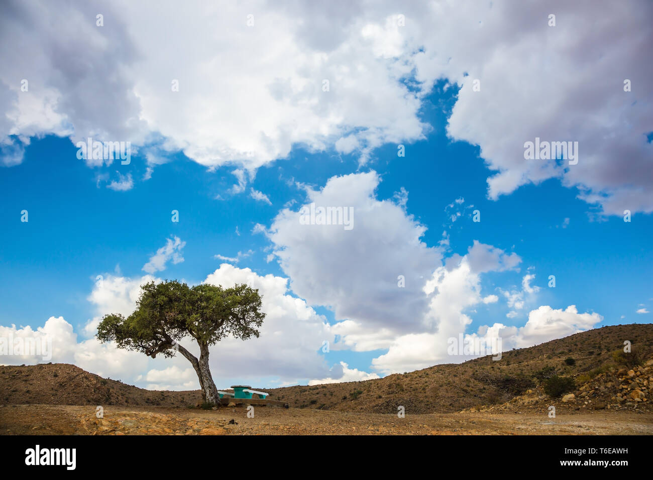 Der Tisch, Bänken und Grüner Baum Stockfoto