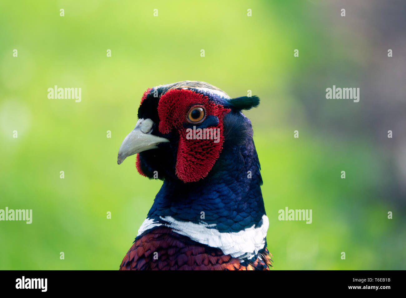 Ring – Necked Fasan Stockfoto