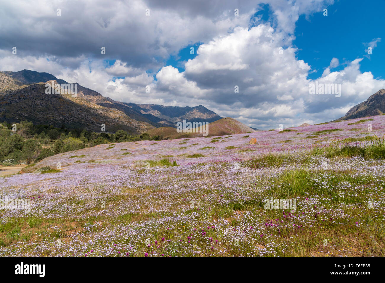 Wiesen mit Wildblumen mit Rocky Mountains über unter strahlend blauen Himmel mit flauschigen weissen Wolken. Stockfoto