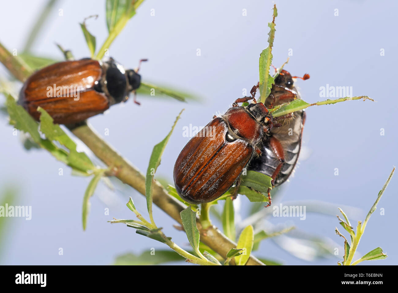 gemeinsamen Maikäfer Stockfoto