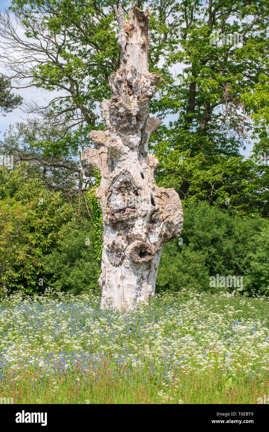 Alter Baum zwischen blauen und weißen Blumen Stockfoto