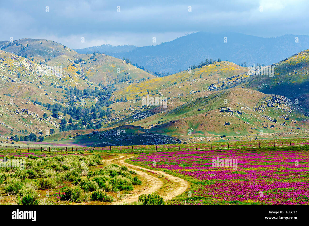 Schmutz Weg durch Wiesen und Felder, Hügel jenseits bei bewölktem Himmel. Stockfoto