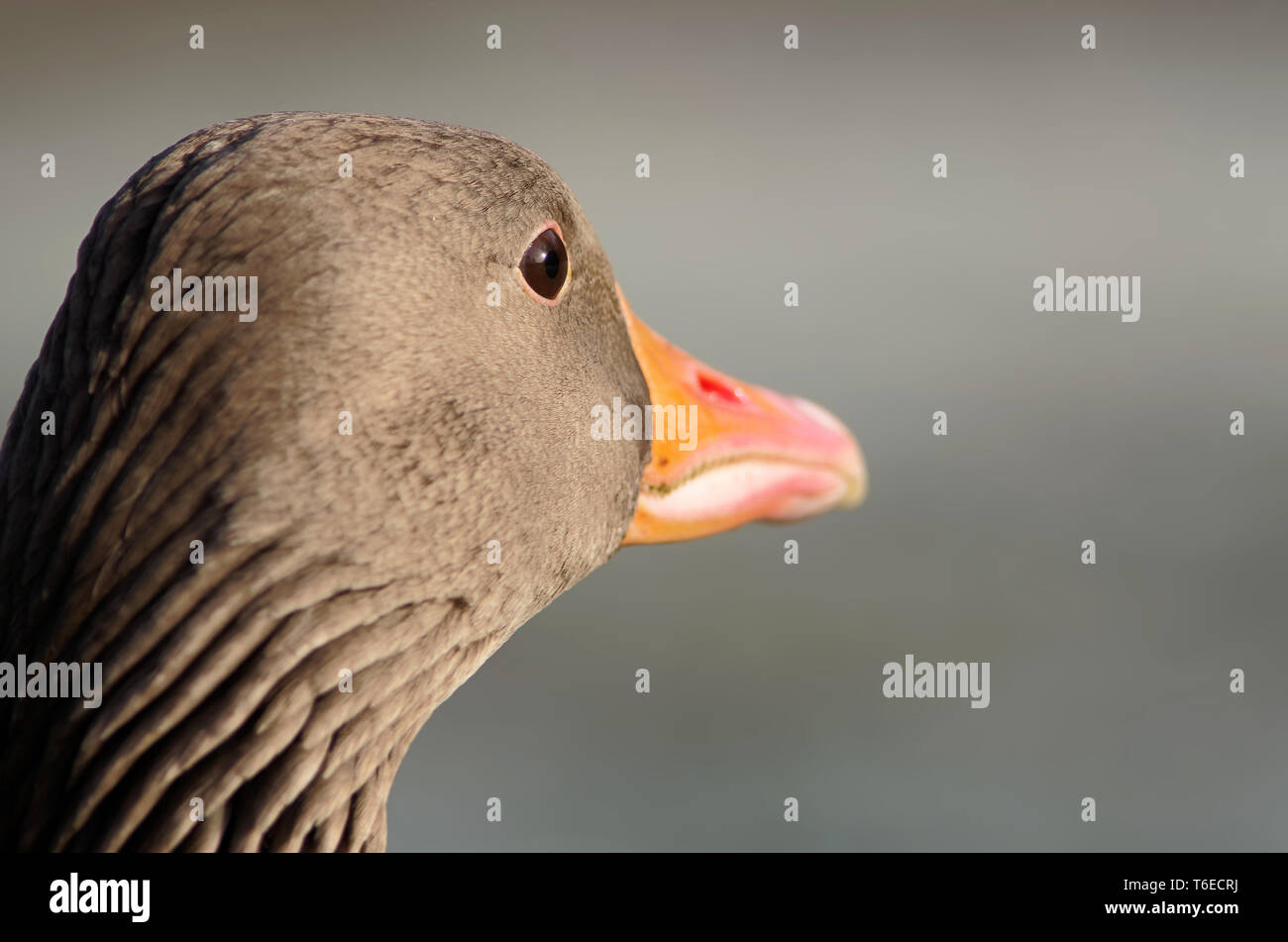 graue Gans-Porträt Stockfoto