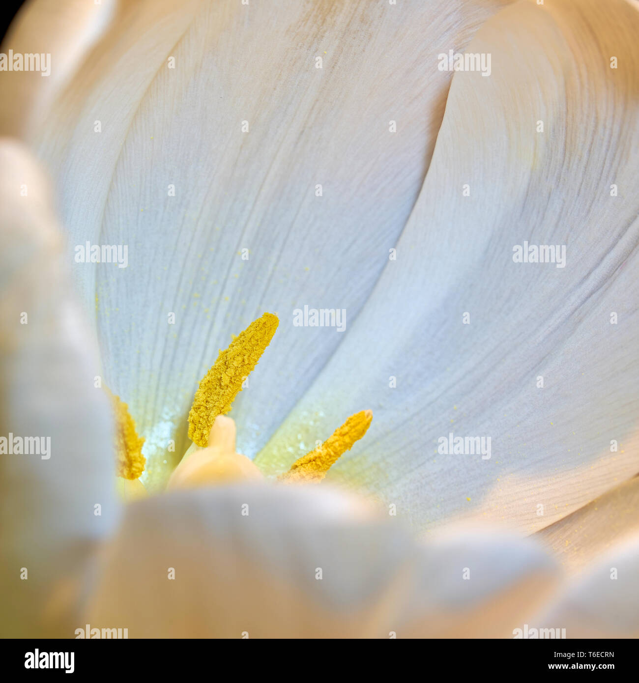 Blüte von einem White Tulip im Frühjahr Stockfoto