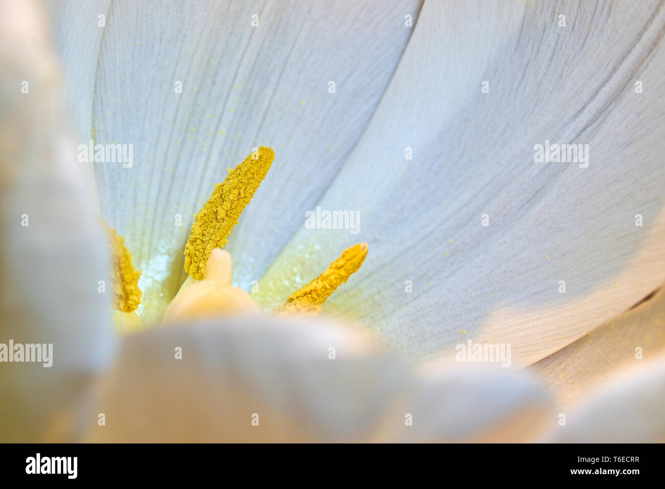 Blüte von einem White Tulip im Frühjahr Stockfoto