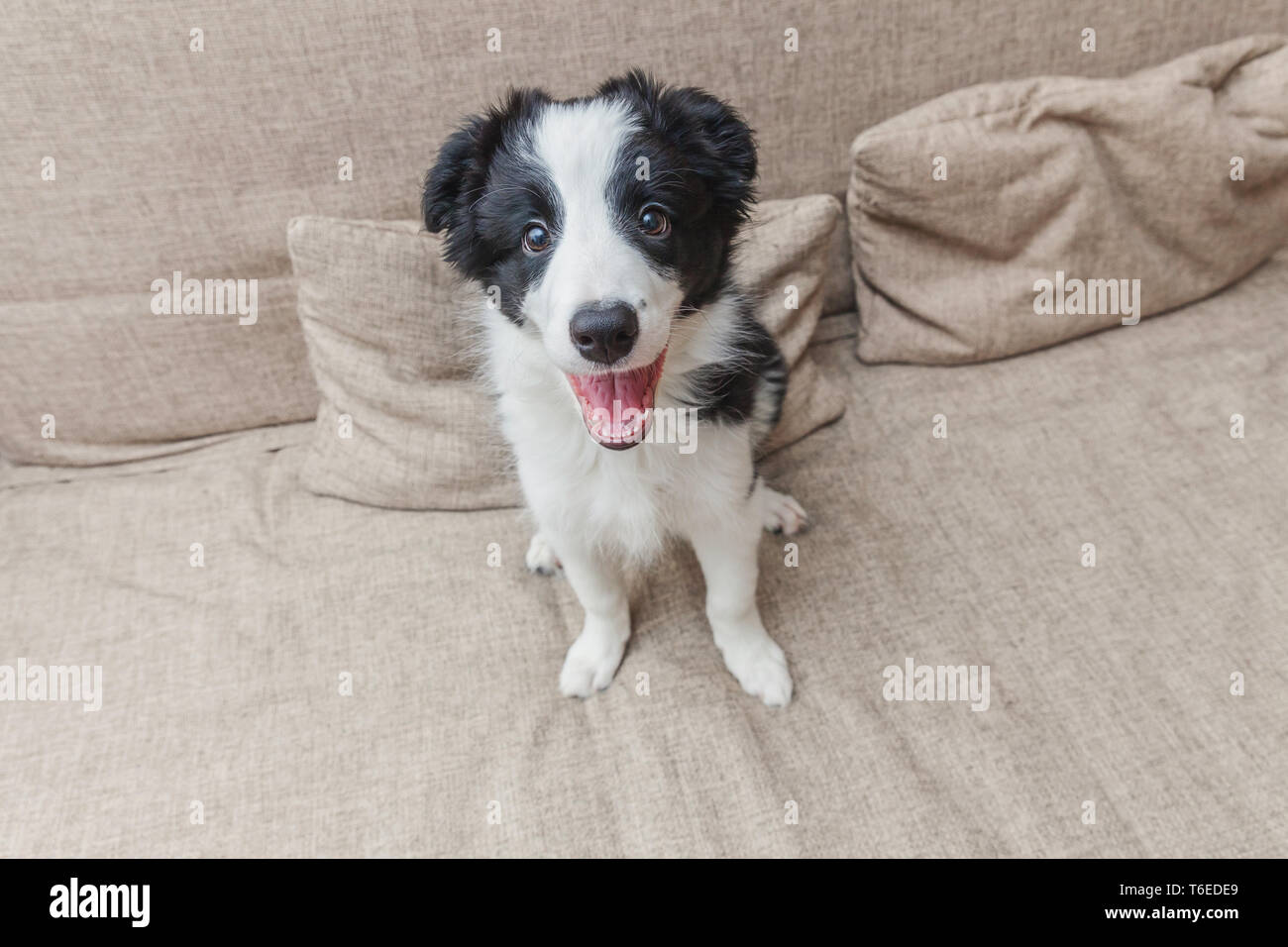 Lustige Portrait von niedlichen smilling Welpe Hund Border Collie auf der Couch. Neue schöne Mitglied der Familie kleiner Hund zu Hause sitzen und warten. Heimtierhaltung und anim Stockfoto