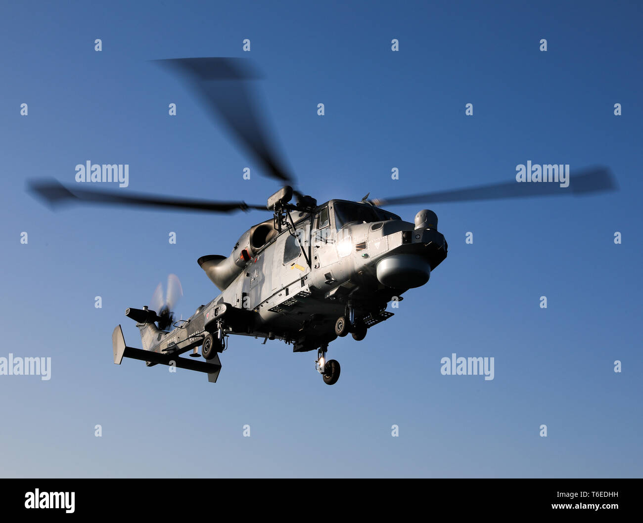 Royal Navy Wildcat HMA 2 Hubschrauber von 815 Naval Air Squadron, die Hubschrauber zur Verfügung stellt (kleine Schiffe Flüge) für Fregatten und Zerstörer Stockfoto
