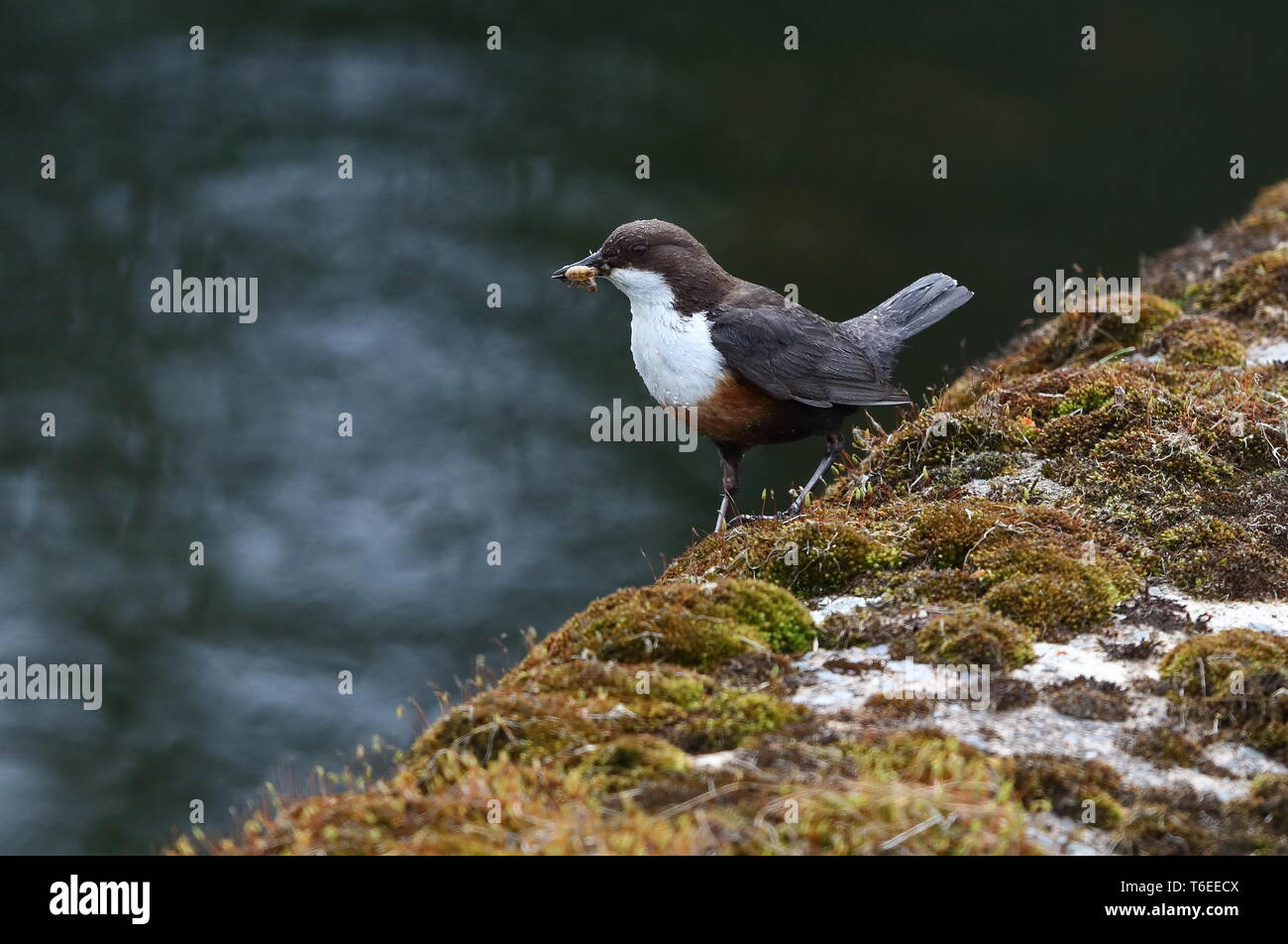 Nach Pendelarm Fütterung junger. Stockfoto