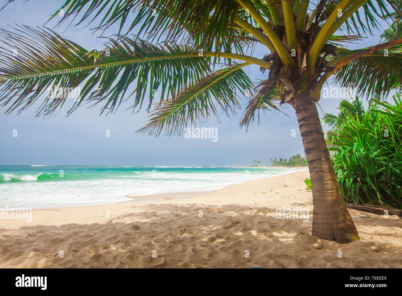 Panorama tropischen Strand mit Kokospalmen Stockfoto