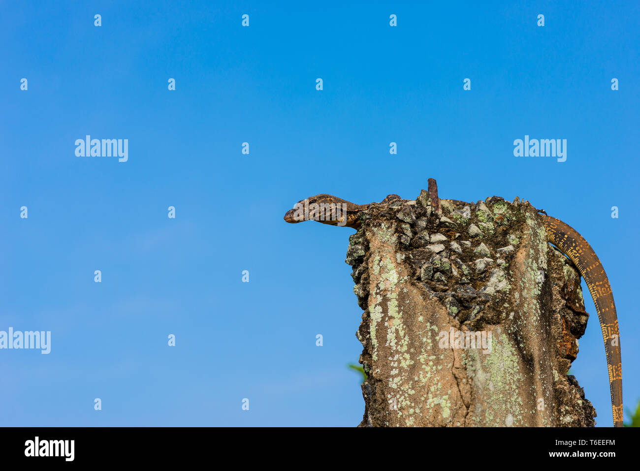 Asiatische Wasser Monitor an der See von Hikkaduwa, Sri Lanka Stockfoto