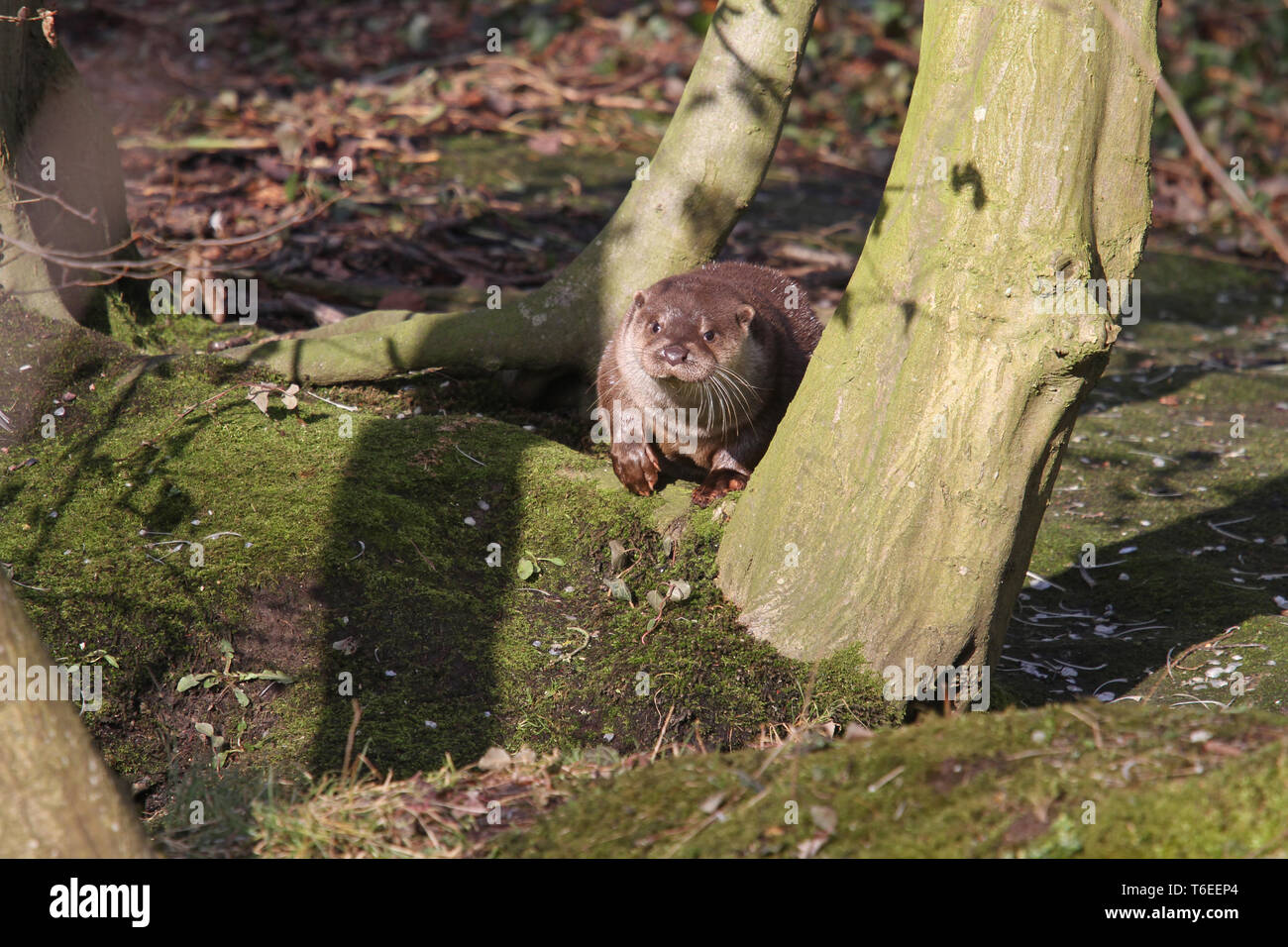 Eurasische Fischotter, Lutra lutra Stockfoto