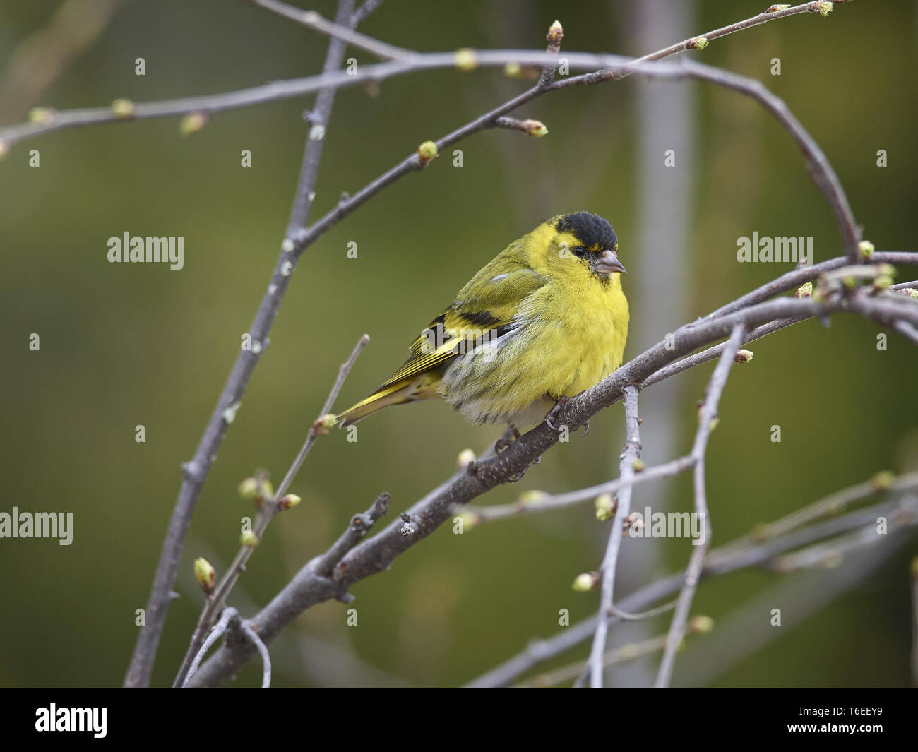 Eurasian siskin, Spinus spinus Stockfoto