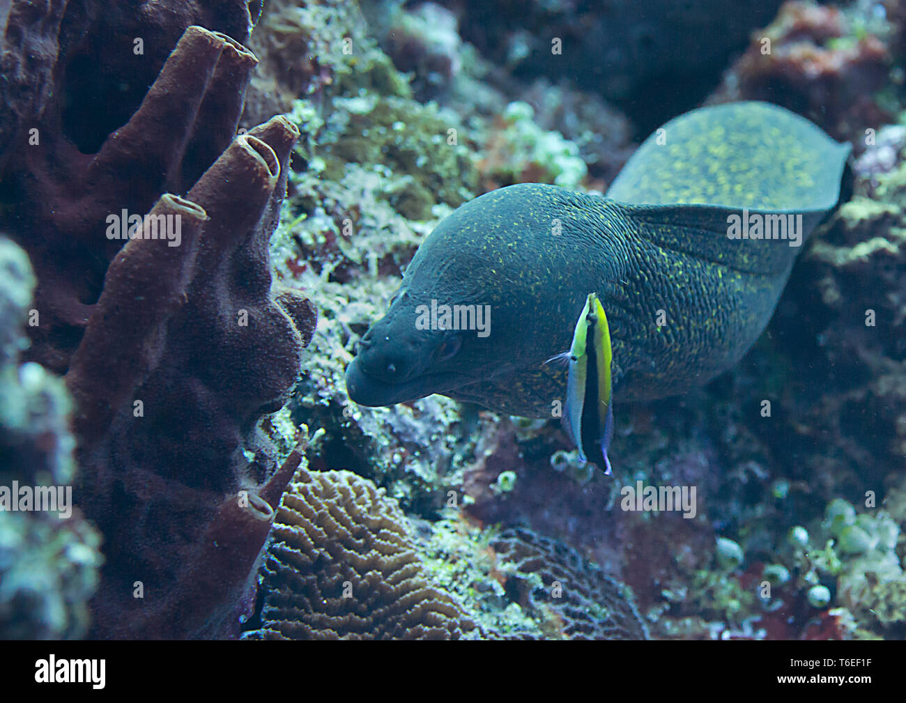 Riesige Muränen (Gymnothorax javanicus) öffnet den Mund für Reinigung, Bali, Indonesien Stockfoto