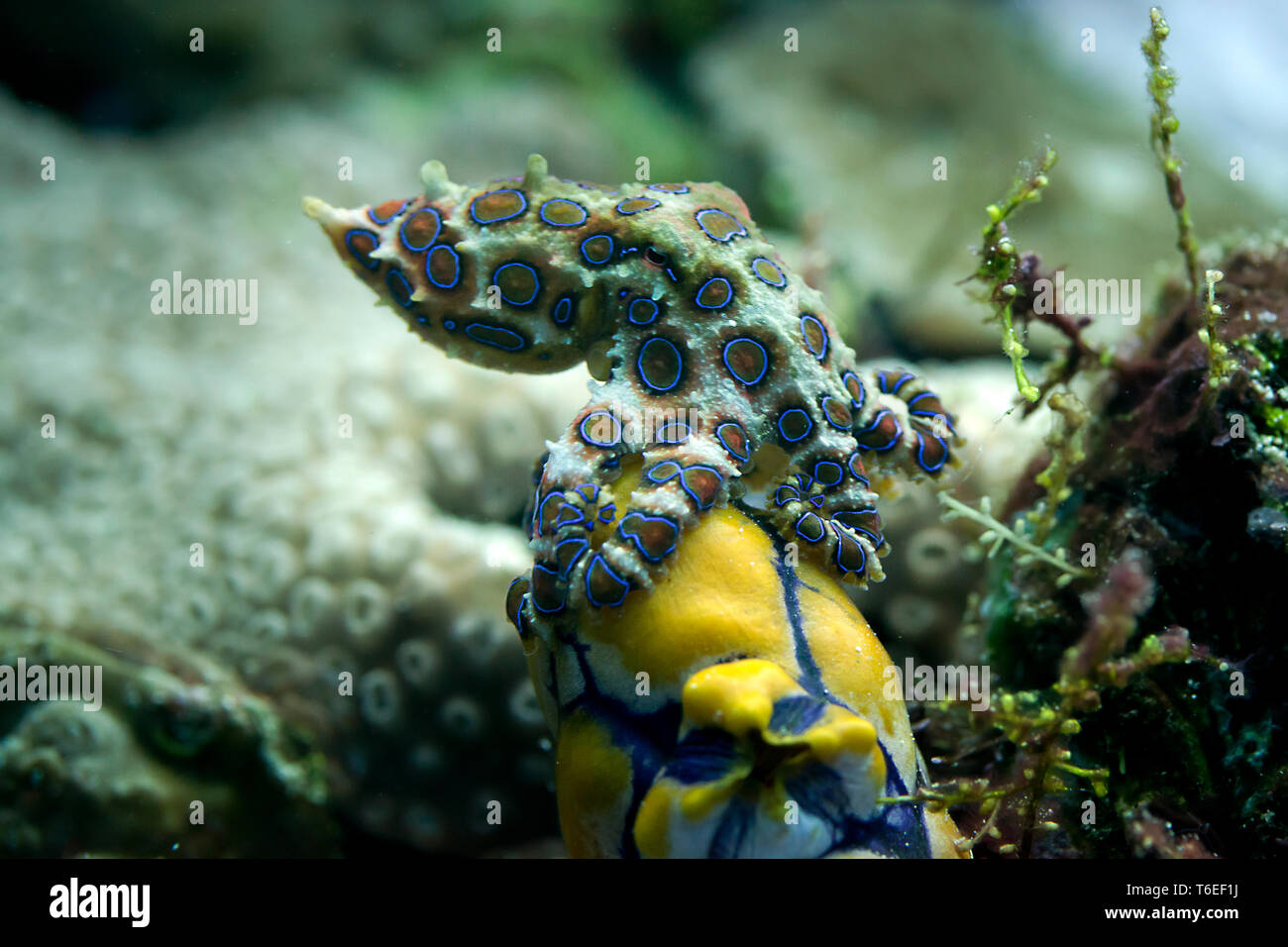 Blue-ringed Octopus (Hapalochlaena sp.) auf Korallen von Bali, Indonesien Stockfoto