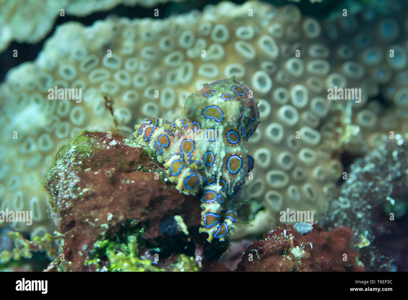 Blue-ringed Octopus (Hapalochlaena sp.) auf Korallen von Bali, Indonesien Stockfoto
