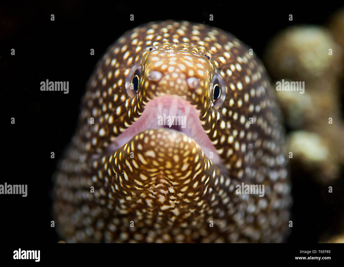 Riesige Muränen (Gymnothorax javanicus) öffnet den Mund für Reinigung, Bali, Indonesien Stockfoto
