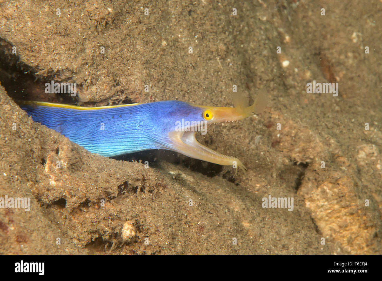 Ribbon Moray, Rhinomuraena quaesita mit offenen Mund zwischen Felsen Stockfoto