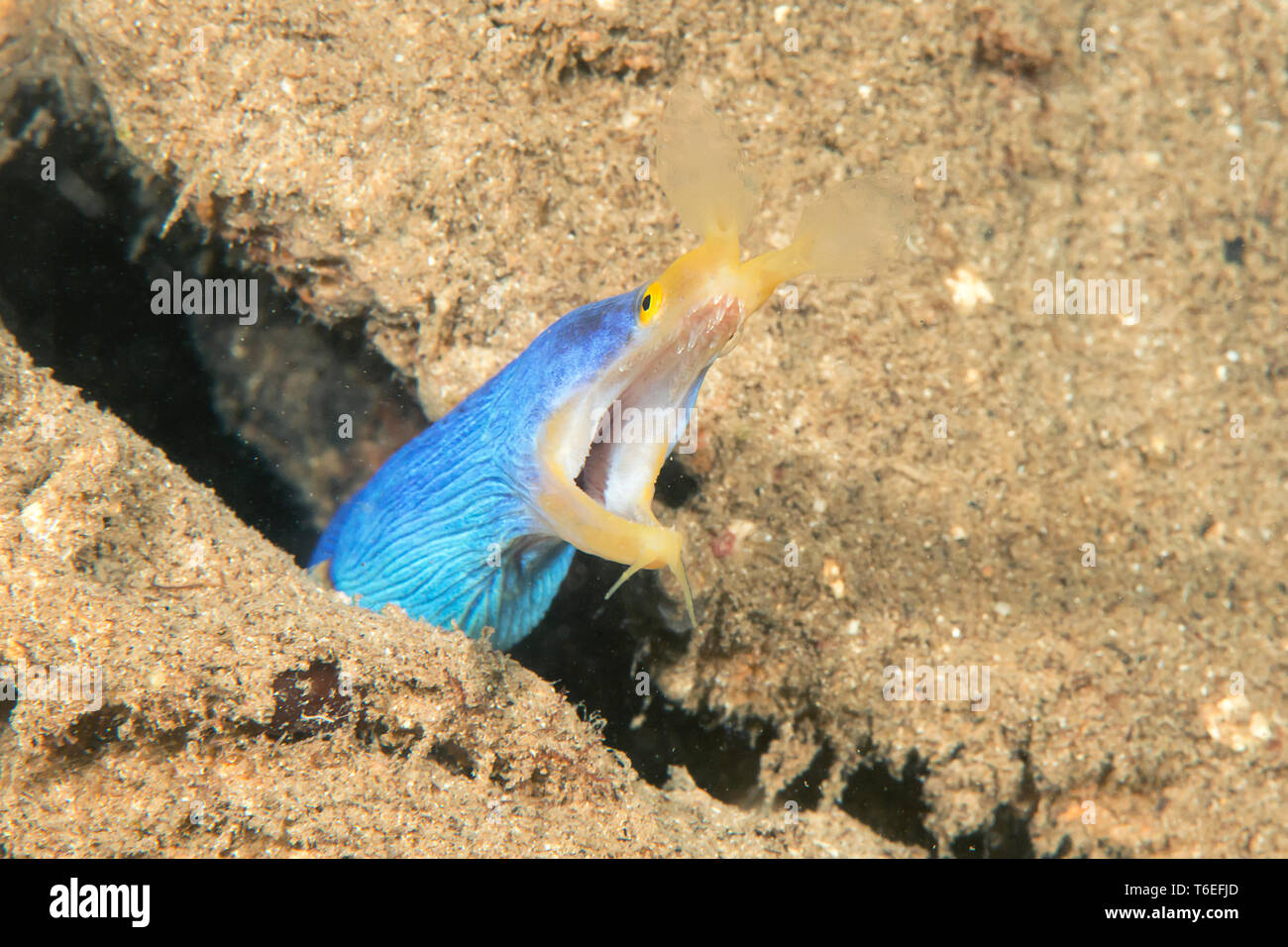 Ribbon Moray, Rhinomuraena quaesita mit offenen Mund zwischen Felsen Stockfoto