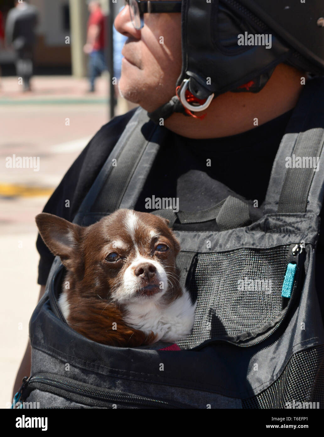 Ein Mann mit seinem Hund in seinem Hund Brust Träger reitet sein Motorroller in Santa Fe, New Mexico USA Stockfoto