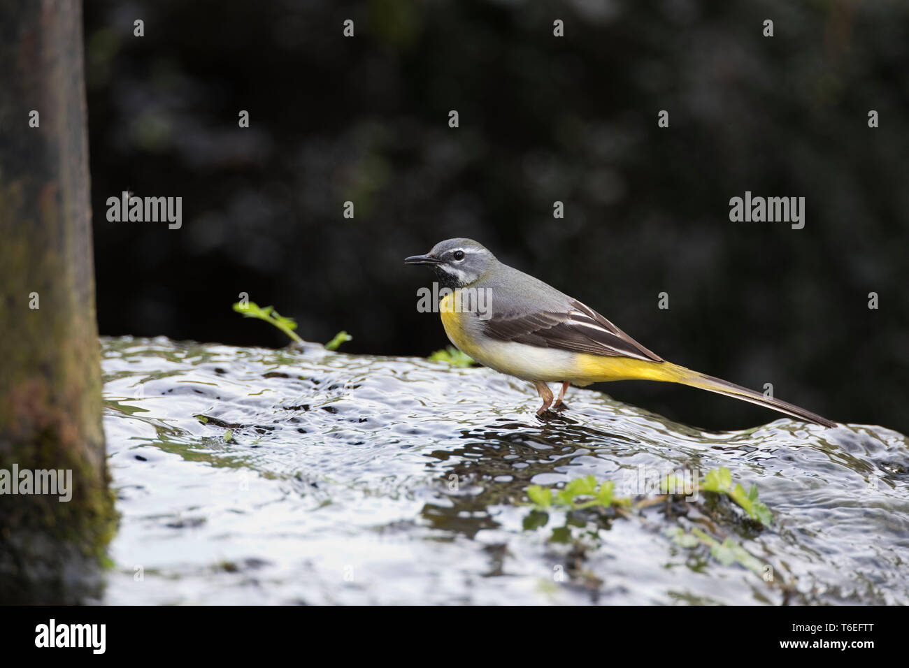 Gebirgsstelze, Motacilla cinerea, Montgomeryshire Canal, Mid Wales, Großbritannien Stockfoto