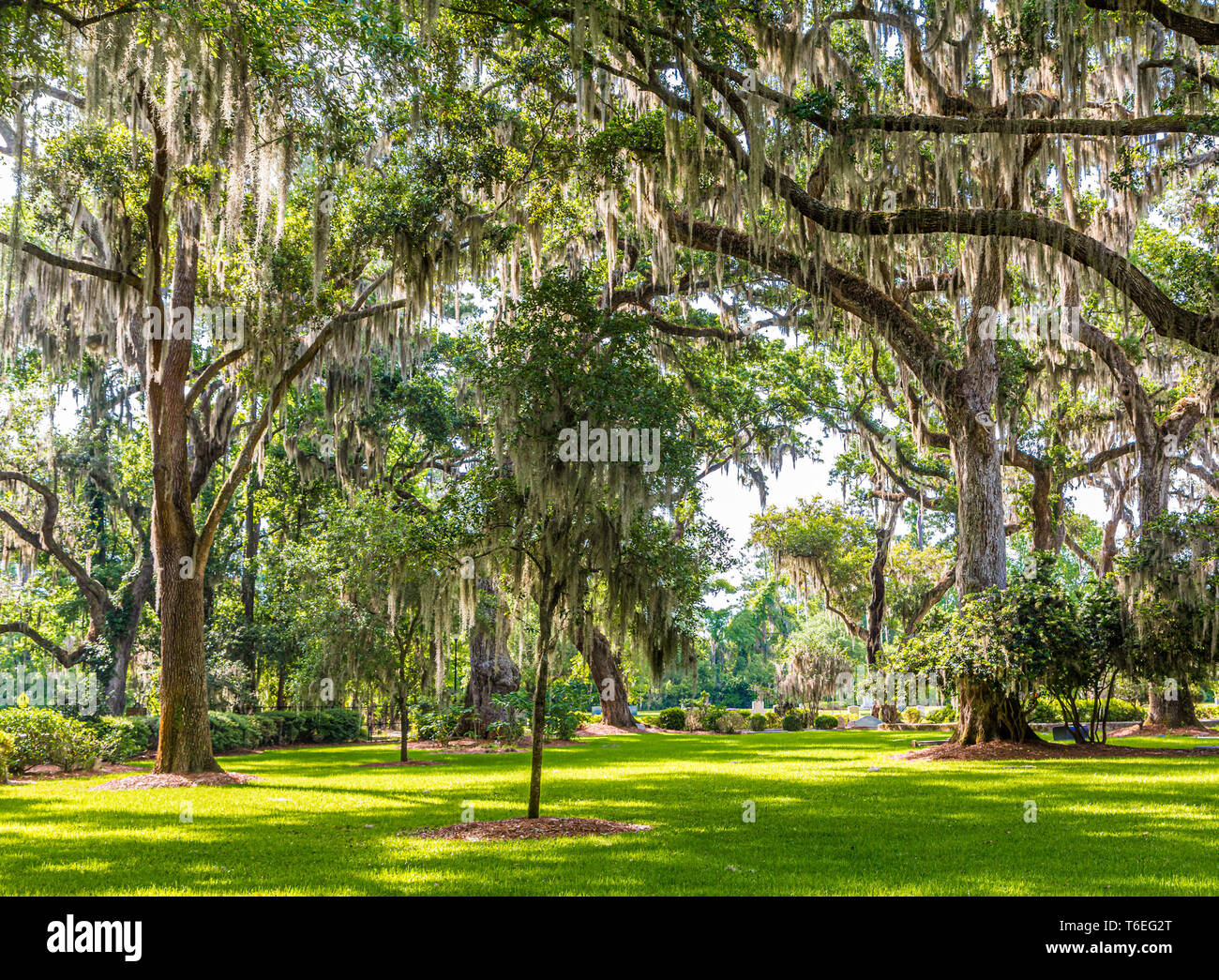 Spanische Moos wachsen auf alten Eichen im Süden der Vereinigten Staaten Stockfoto