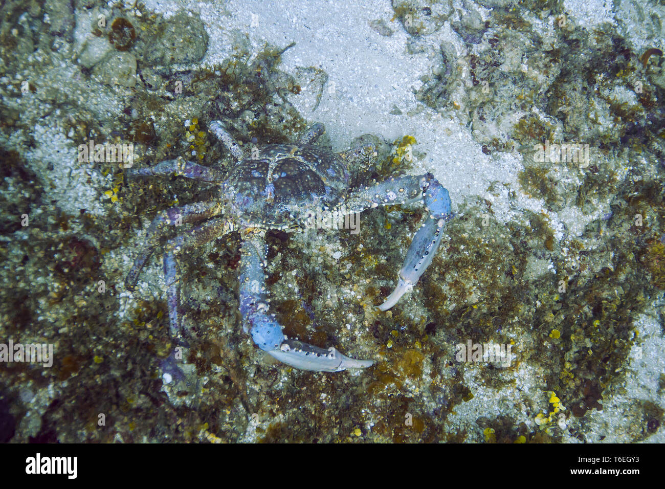 Blauen Kanal festhalten Krabbe Stockfoto