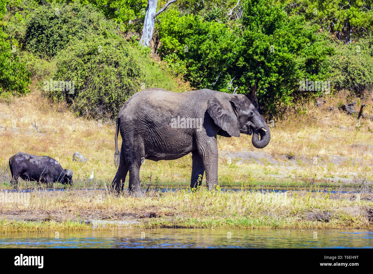 Die Bewässerung großer Tiere im Okavango Delta Stockfoto
