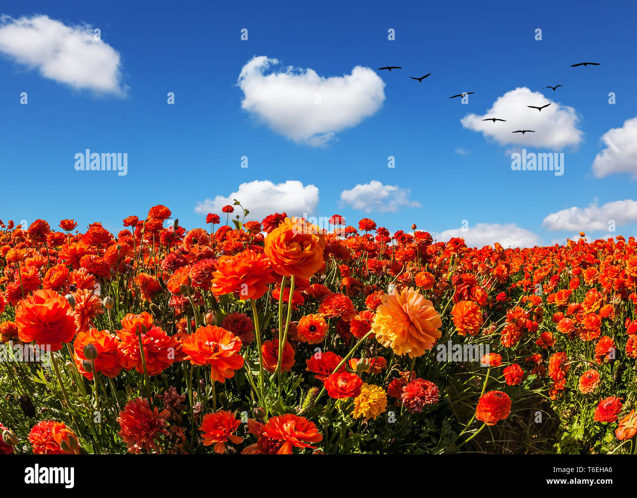 Die Blumenfelder der rote Ranunkeln Stockfoto