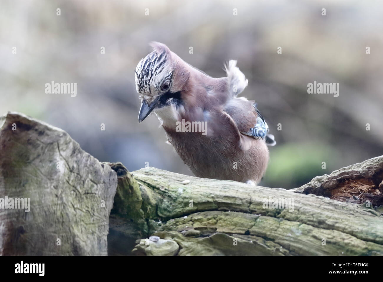Jay auf der Suche nach Essen Stockfoto