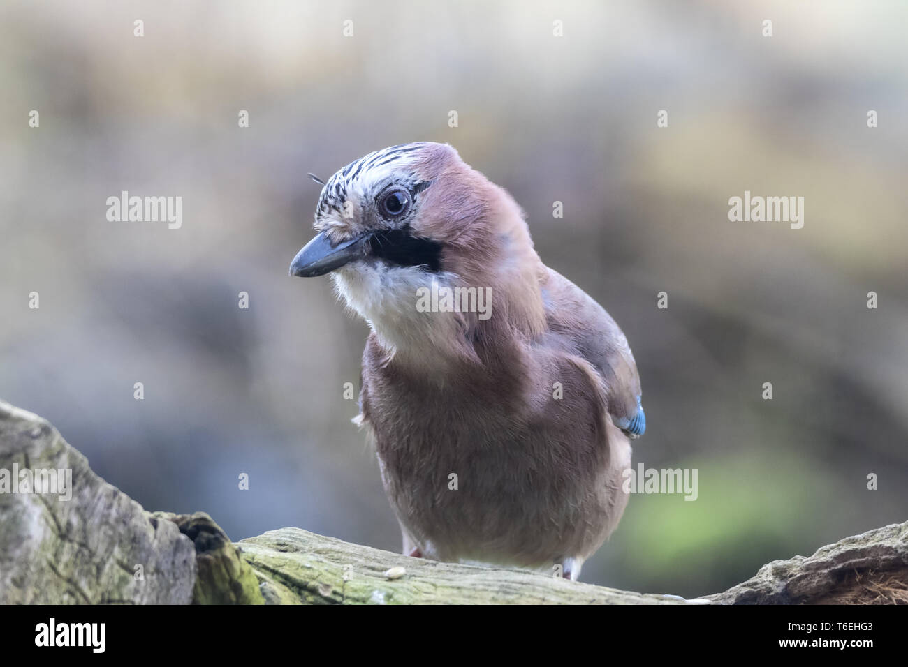 Jay auf der Suche nach Essen Stockfoto