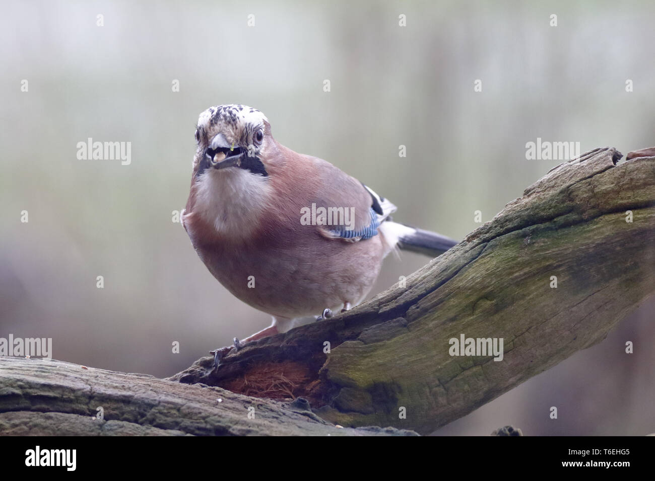 Jay auf der Suche nach Essen Stockfoto