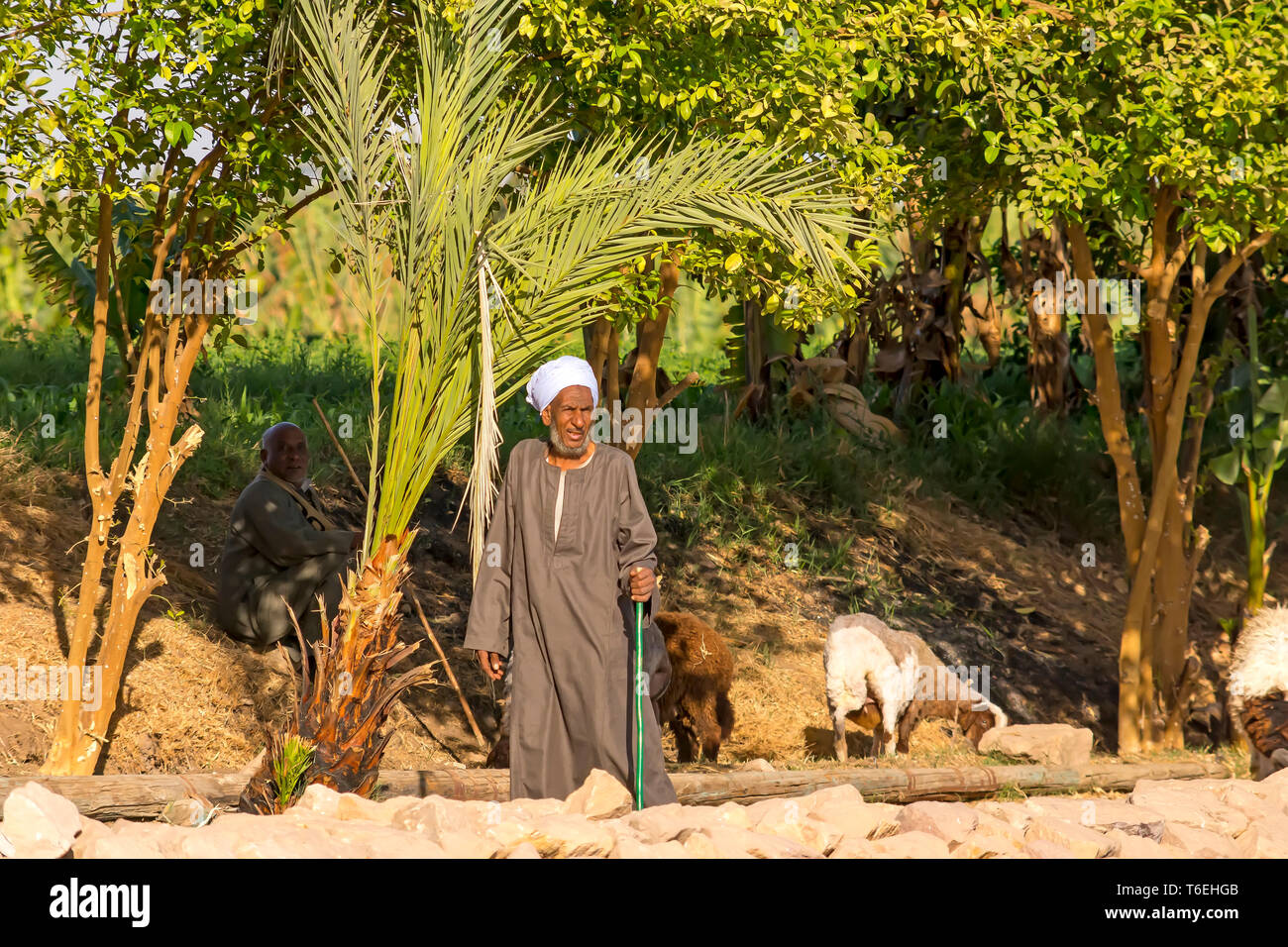 Ägyptischer Bauer mit Personal und Schafe steht in der Nähe von Wald, Stockfoto