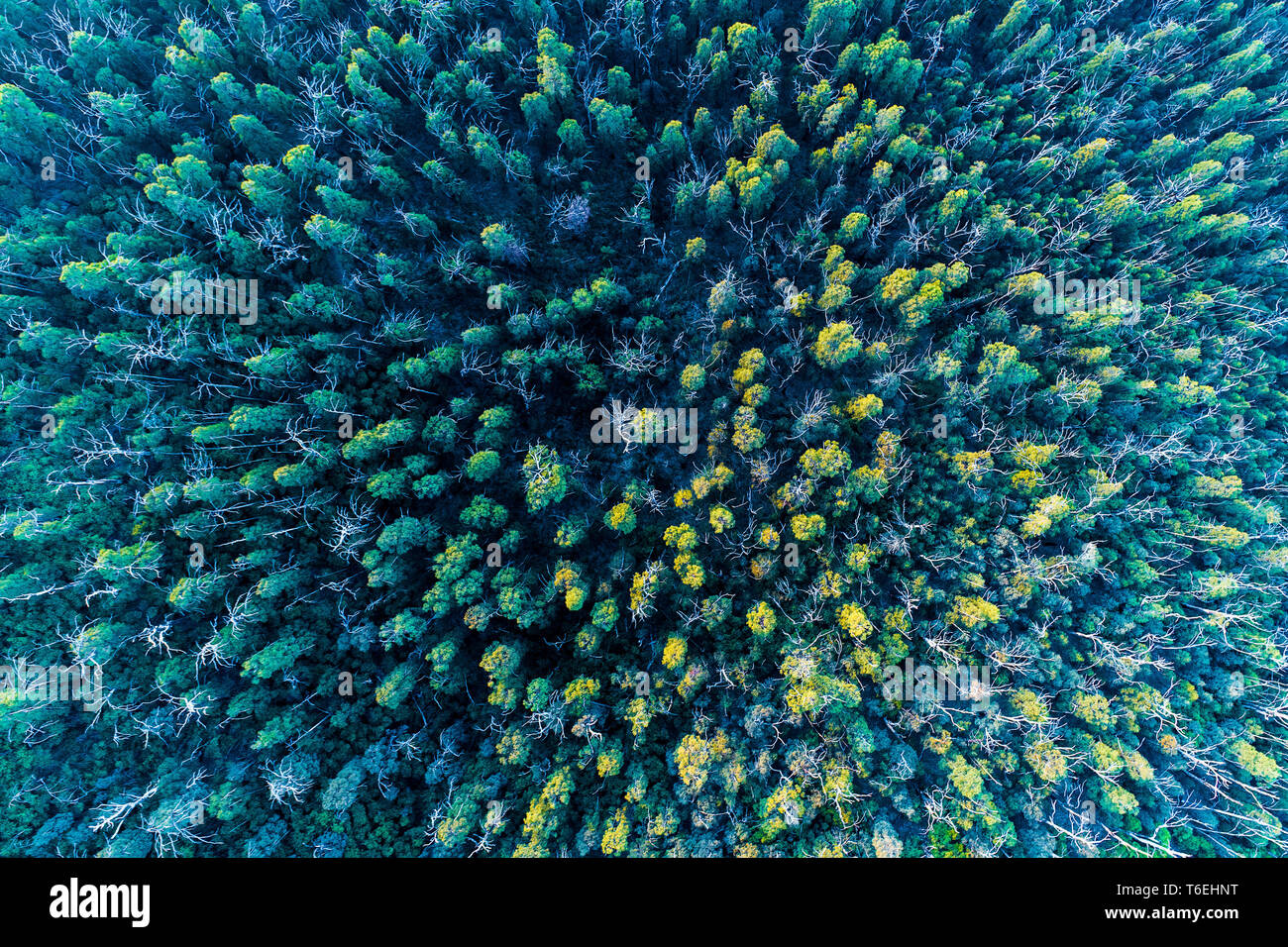 Top down Sicht von Eukalyptus Wald bei Sonnenuntergang Stockfoto