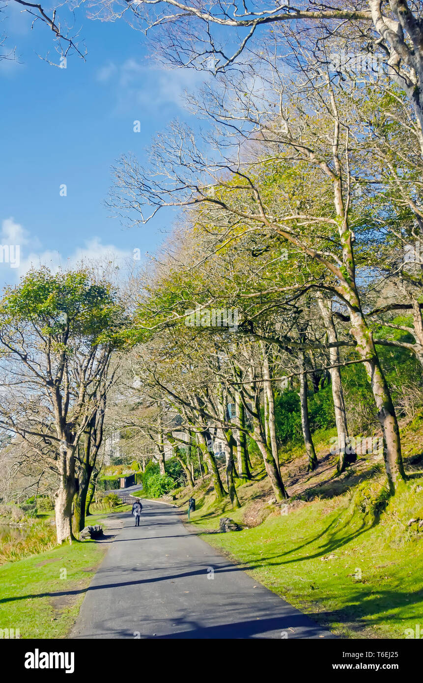 Kylemore Abbey Wald Wanderweg entlang der Küste, Berge von Connemara, Galway, Irland Stockfoto