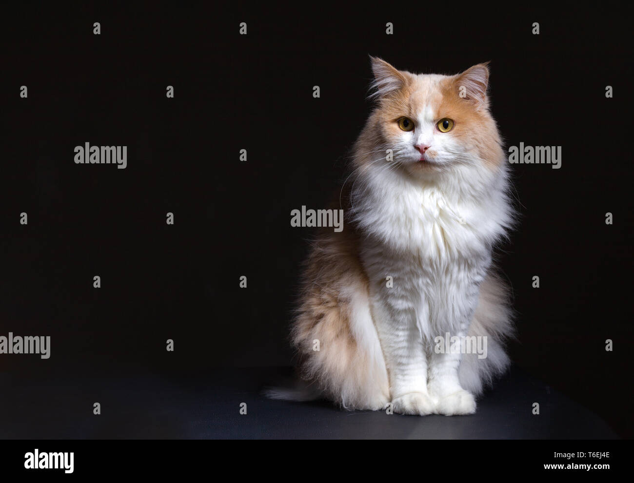 Ingwer weiße Katze isoliert über schwarzen Hintergrund. Stockfoto