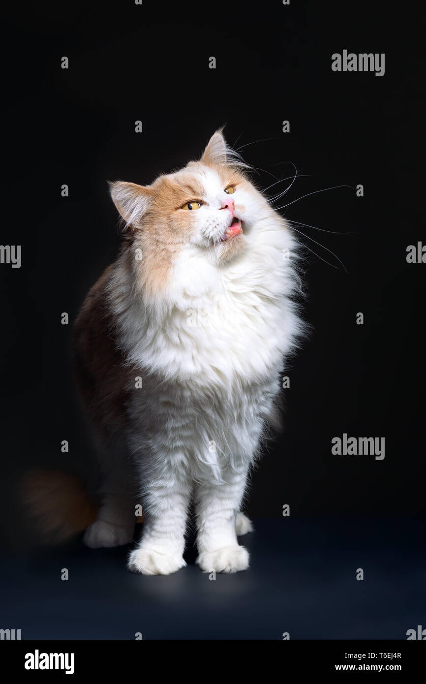 Ingwer weiße Katze isoliert über schwarzen Hintergrund. Stockfoto