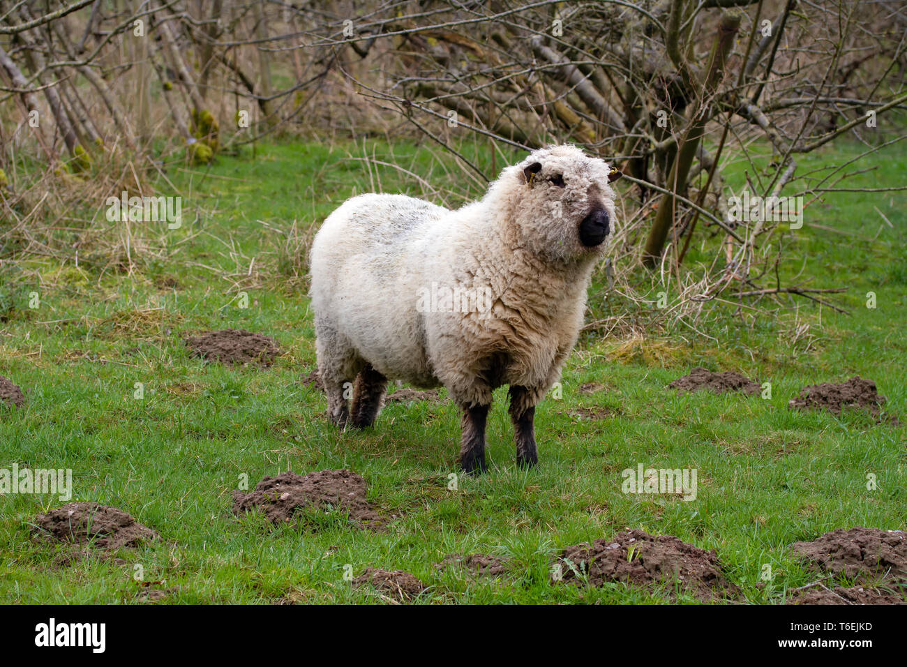 Schafe in Deutschland Stockfoto