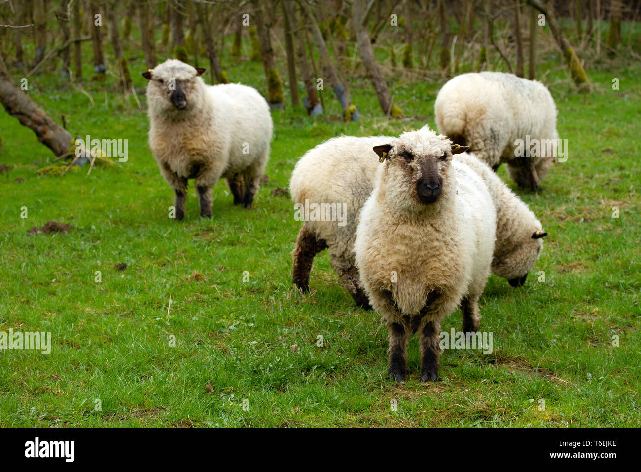 Schafe in Deutschland Stockfoto