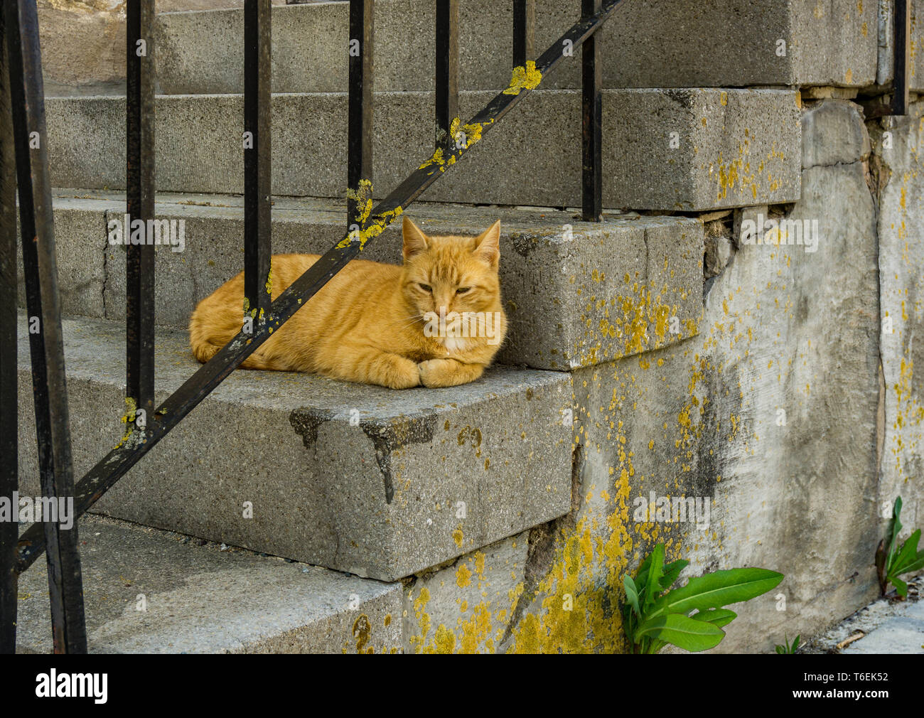 Gelbe Katze entspannen im Treppenhaus Stockfoto
