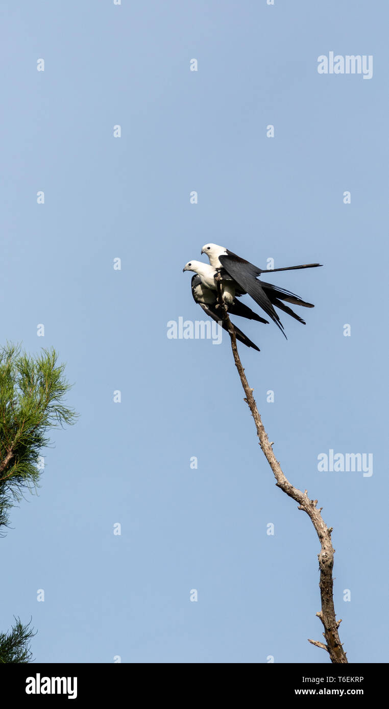 Passende Paar swallow-tailed kite Elanoides forficatus Stockfoto