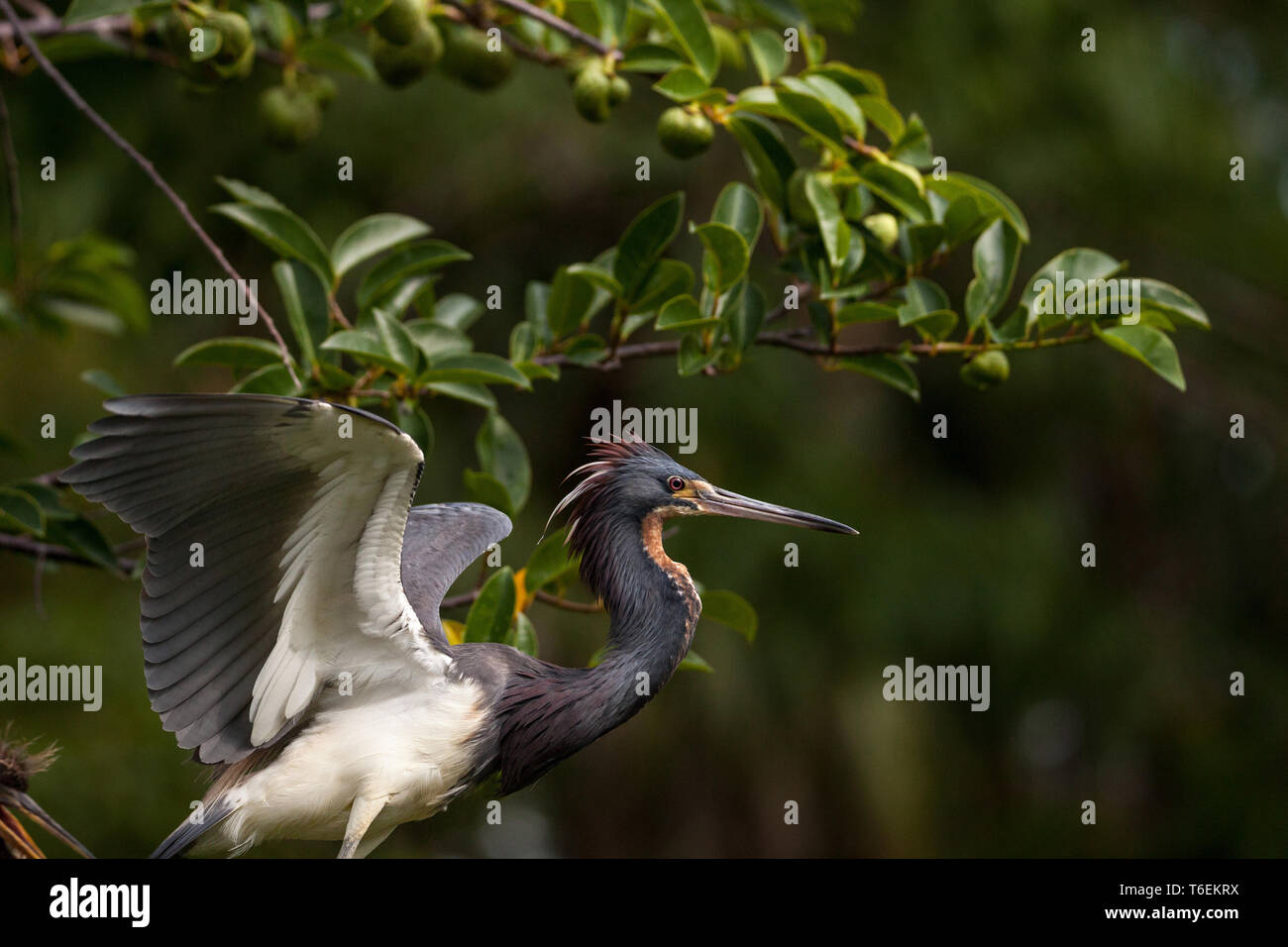 Nach der Trikolore heron Vogels Egretta tricolor in einem Baum Stockfoto