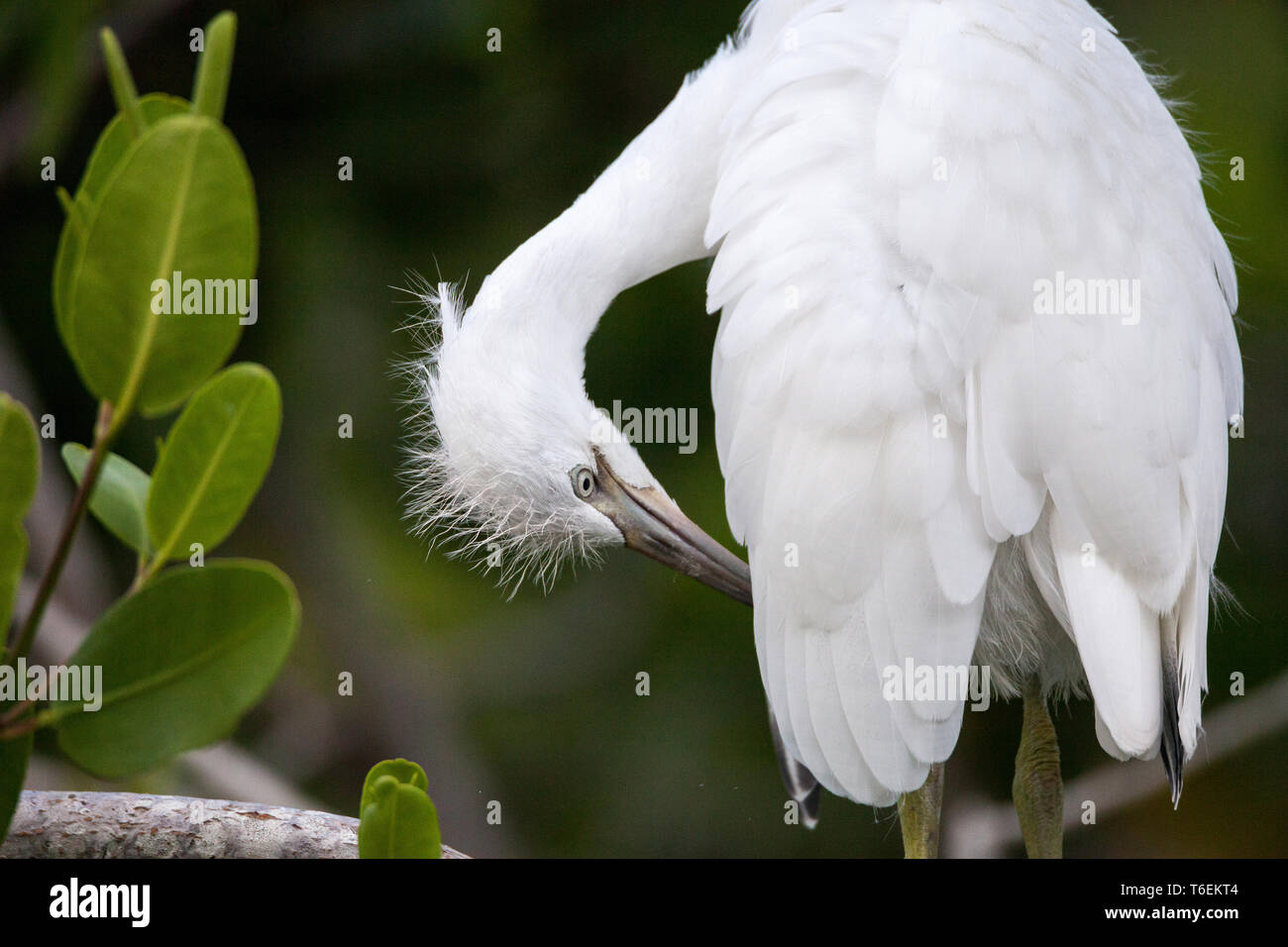 Fuzzy Kopf eines jungen Silberreiher vogel Ardea alba Stockfoto